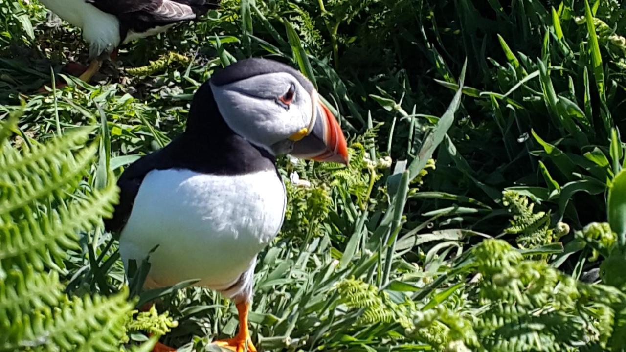 A Beach Holiday In Pembrokeshire Luaran gambar